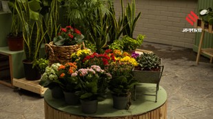 Keep Damp Smells Away With These 10 Beautiful Fragrant Indoor Plants