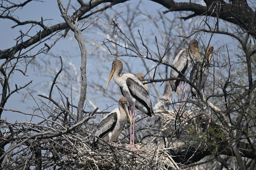 Keoladeo National Park, Rajasthan