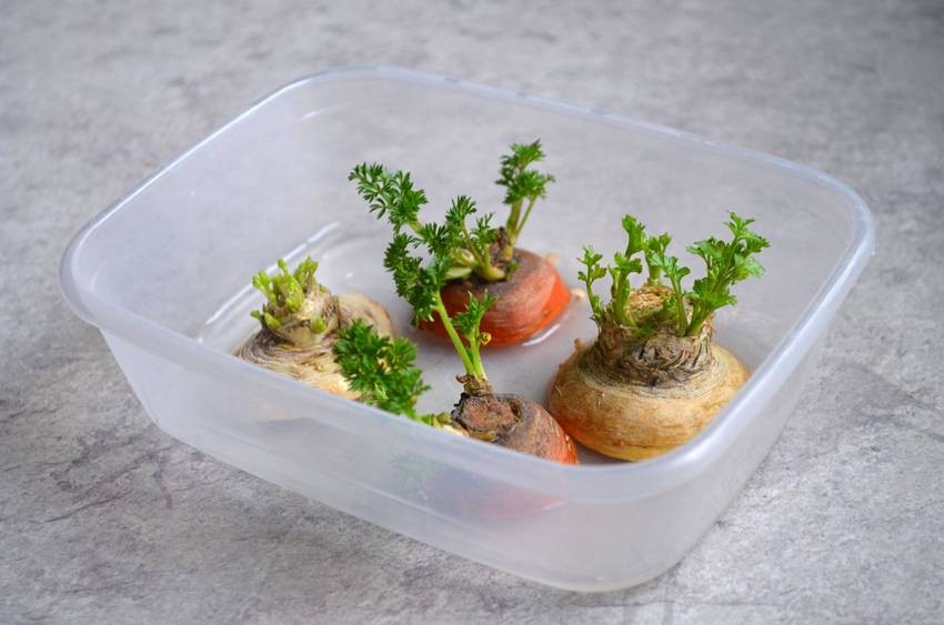 Kitchen Gardening