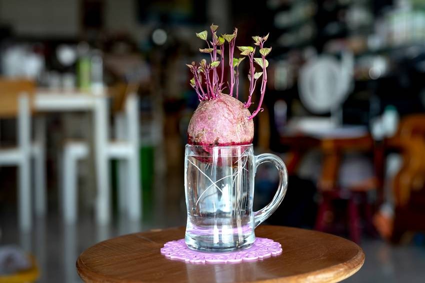 Kitchen Scraps