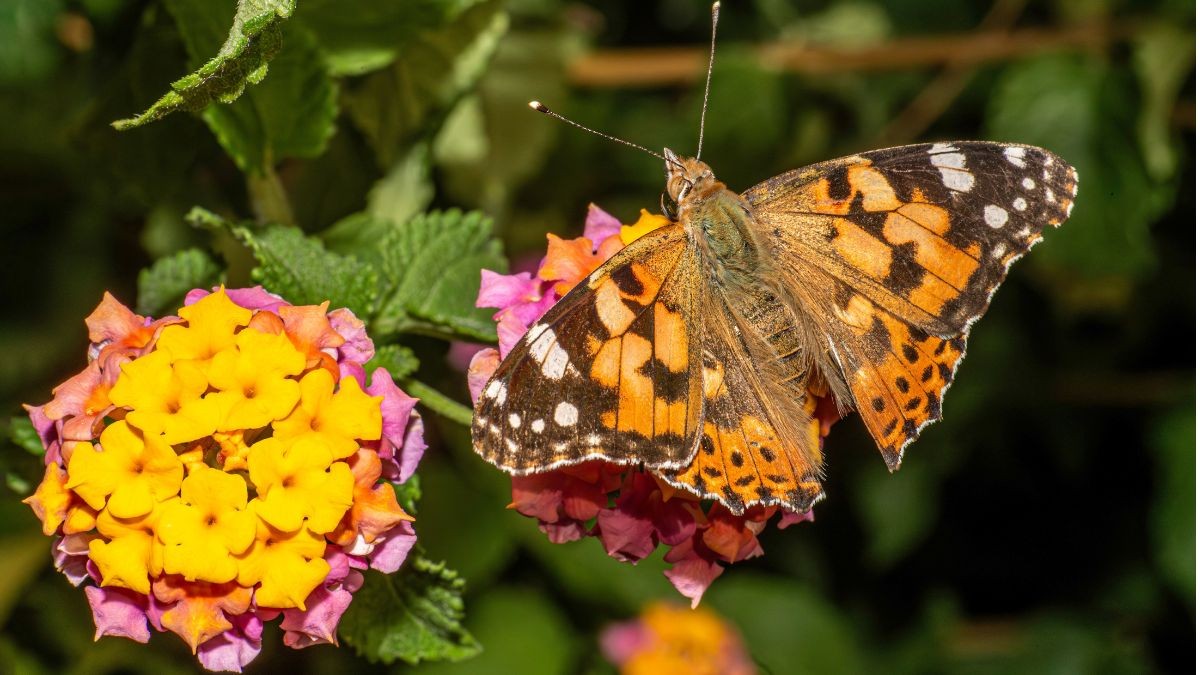 Lantana