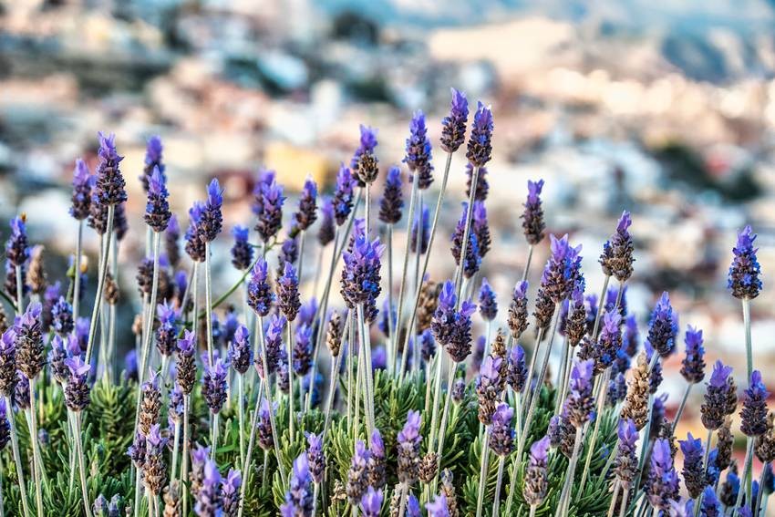 Lavender