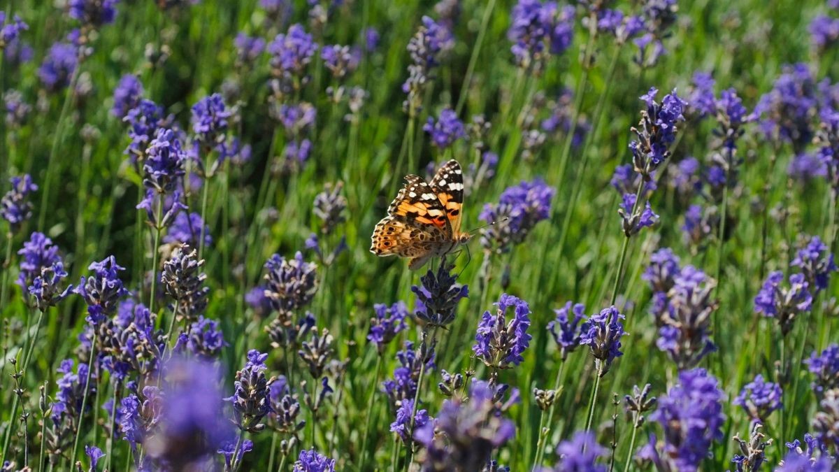 Lavender