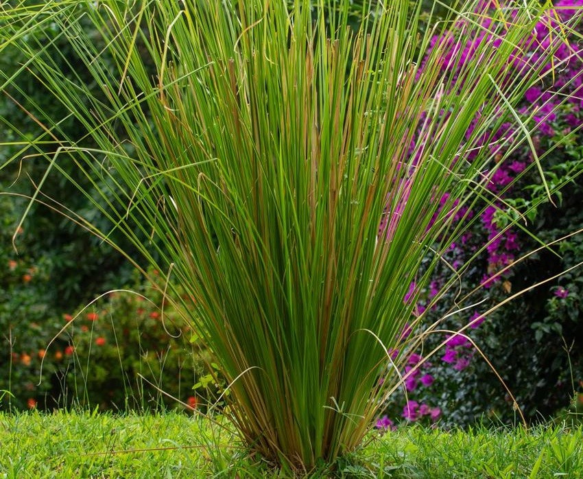 Lemongrass