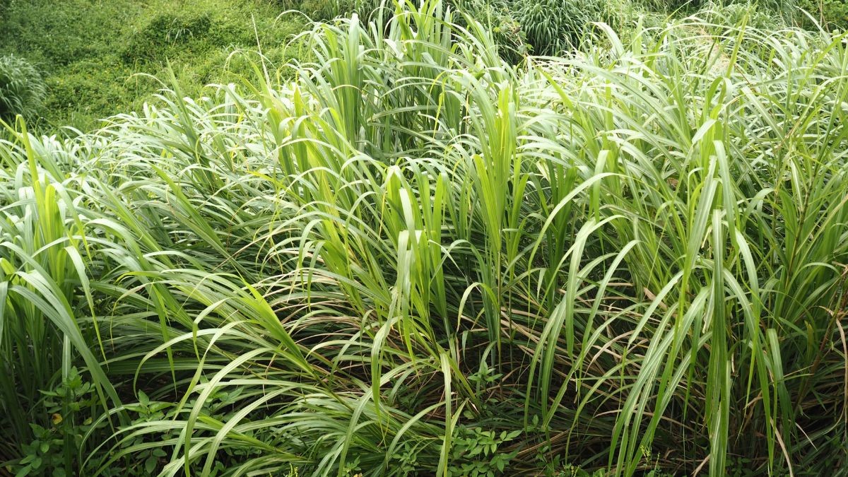 Lemongrass