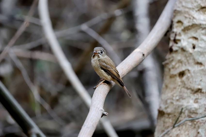 Little Shrikethrush