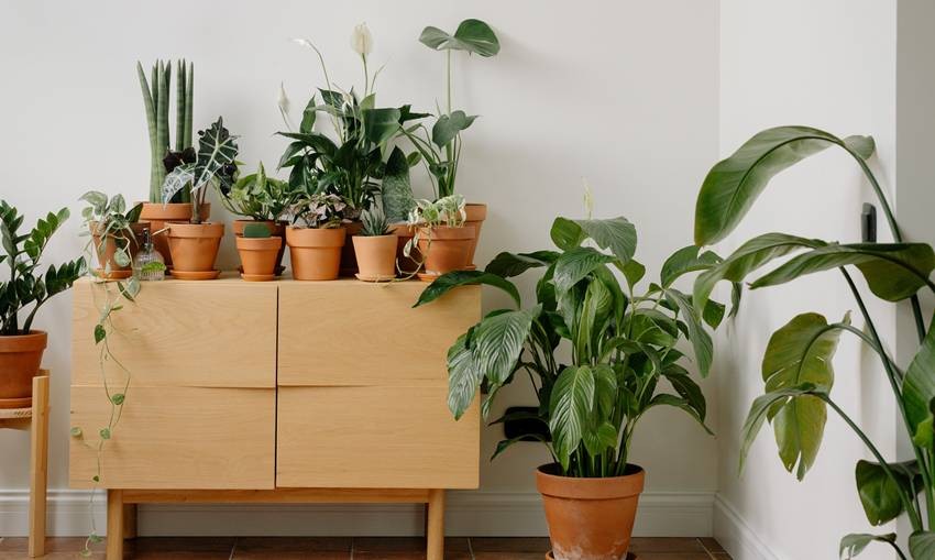 houseplants for living room