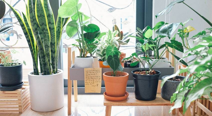 indoor plants for home decor