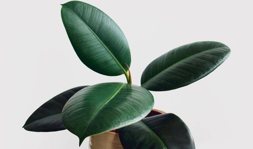 stylish indoor plants