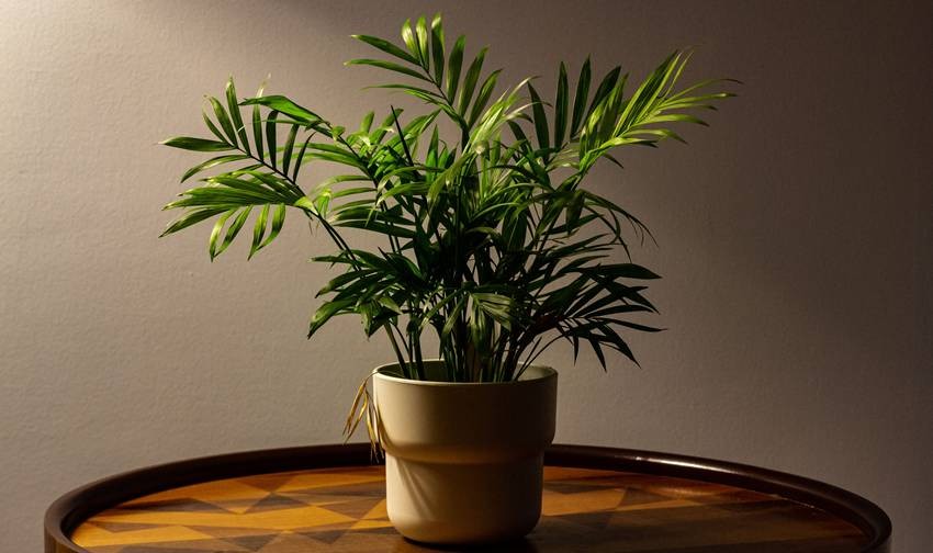 natural living room decor