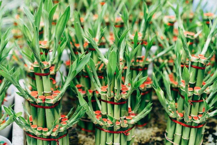Lucky Bamboo (Stem sections)