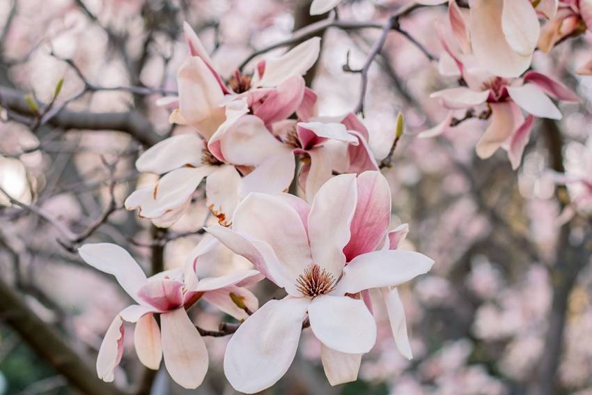 Magnolia