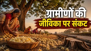 महुआ, महुआ के पेड़, महुआ संरक्षण, जलवायु परिवर्तन, ग्रामीण अर्थव्यवस्था, वन संरक्षण, जैव विविधता