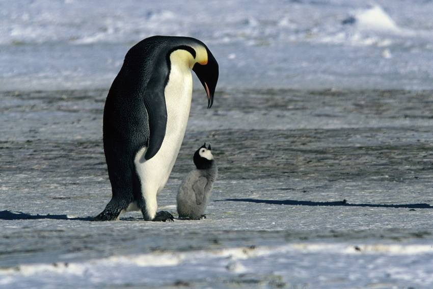March of the Penguins, 2005
