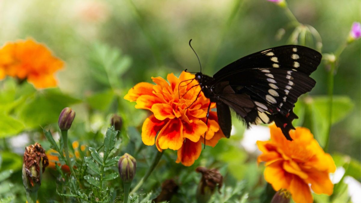 Marigold