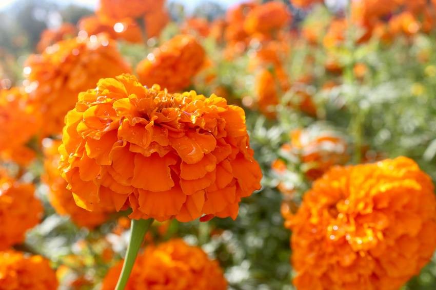 Marigolds