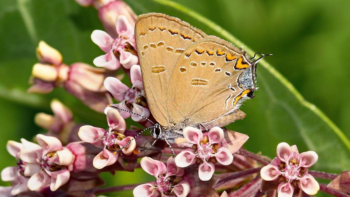 Milkweed