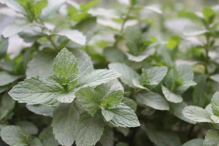 Mint