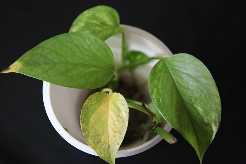 Money plant (Pothos)