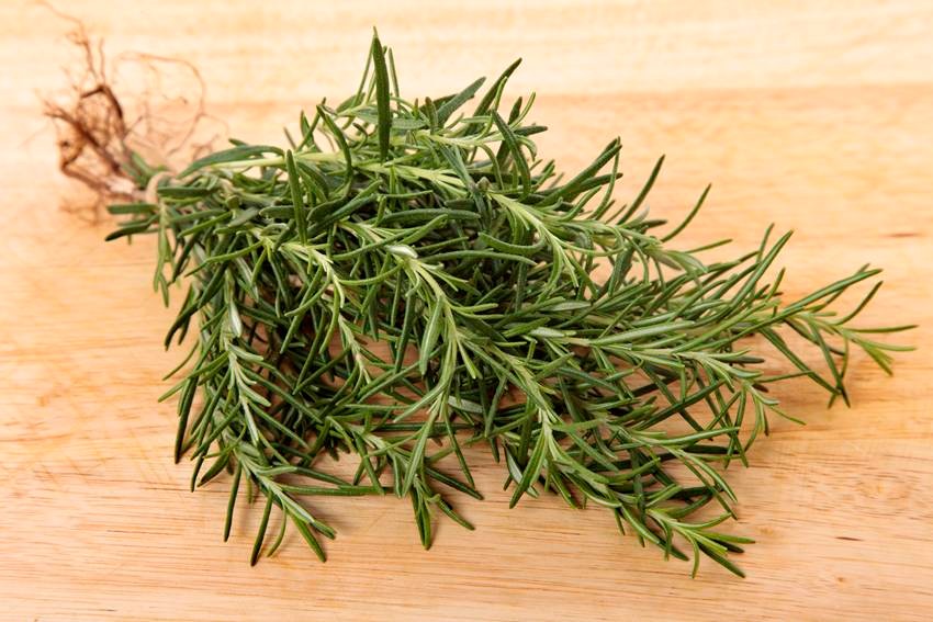 mosquito repellent herbs