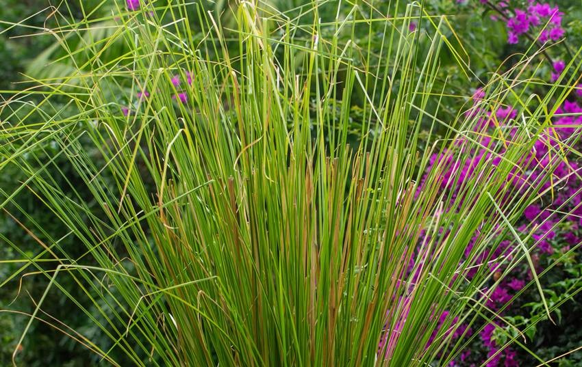 plants that repel mosquitoes