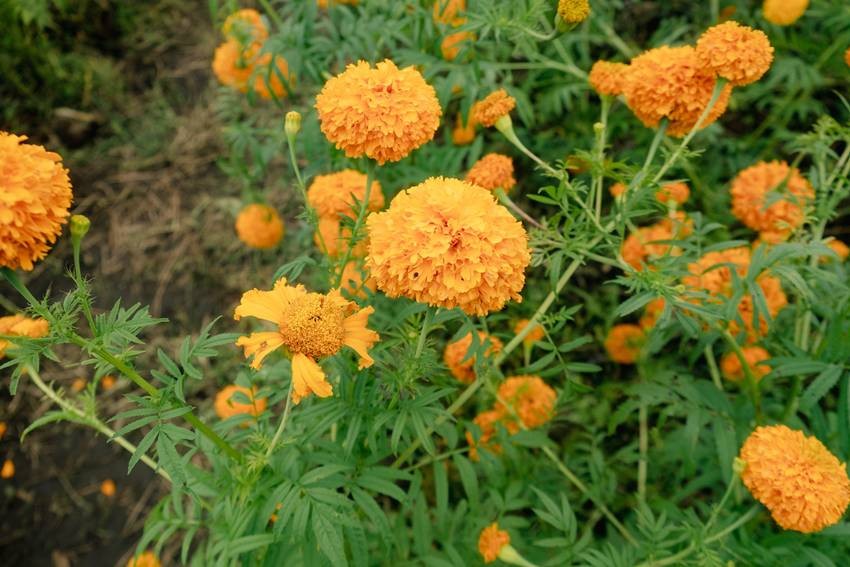 indoor mosquito repellent plants