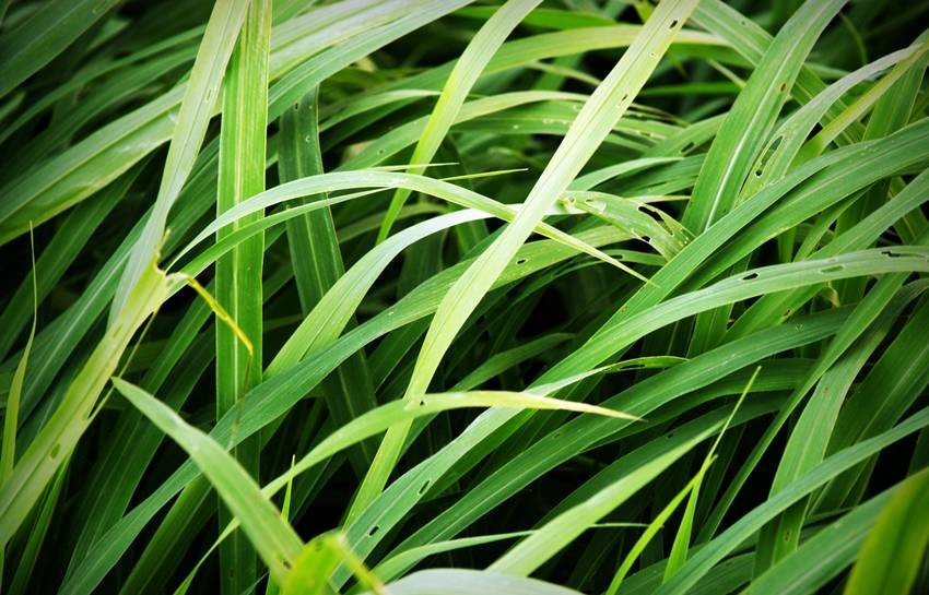 outdoor mosquito repellent plants