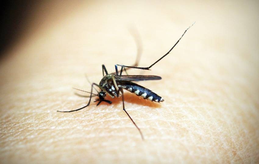 Repel Mosquitoes Naturally