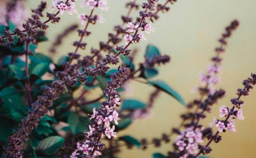 best plants to keep mosquitoes away