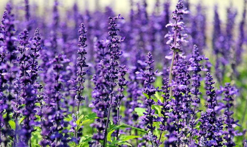 mosquito control plants