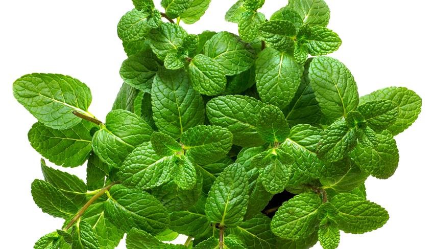 natural mosquito repellent plants