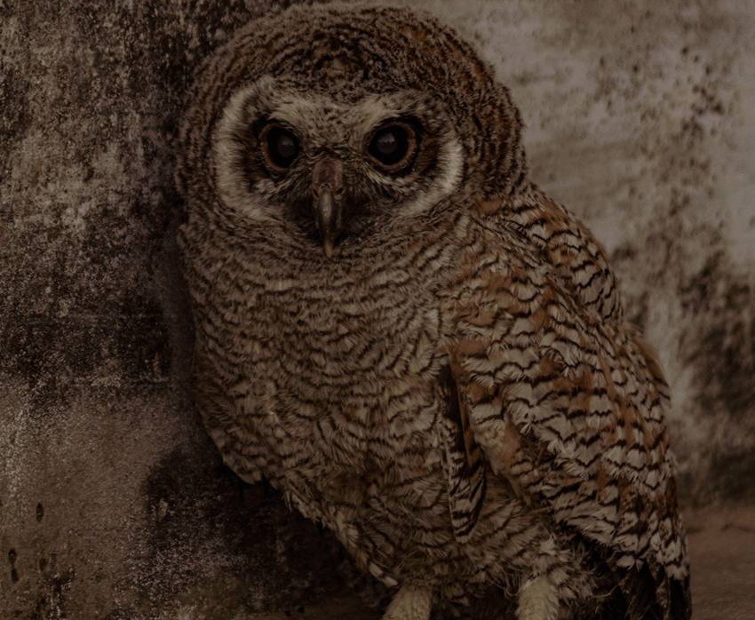 Mottled Wood Owl