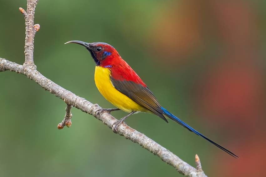 Mrs. Gould’s sunbird