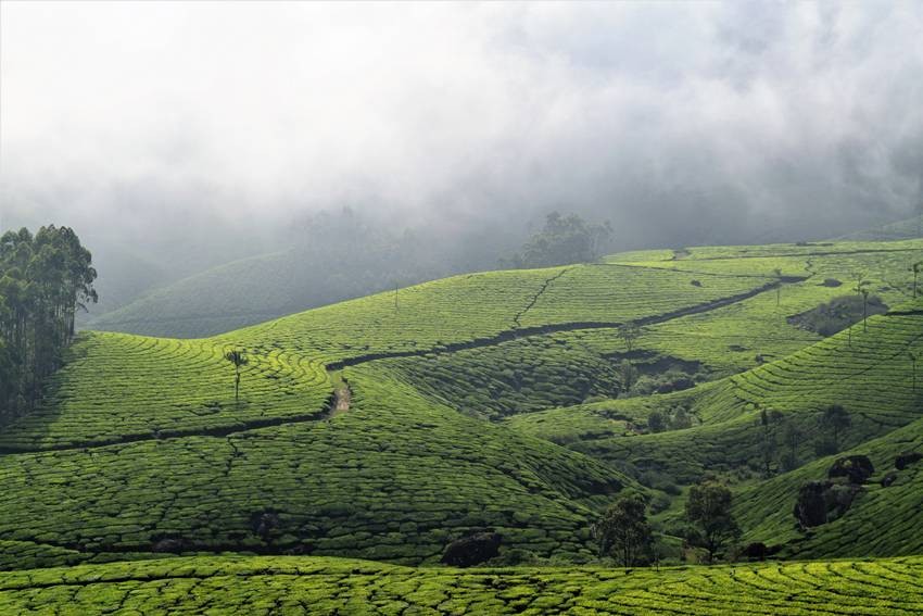 Munnar Kerala