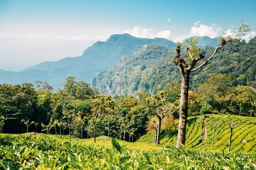 Munnar Tourist Attractions