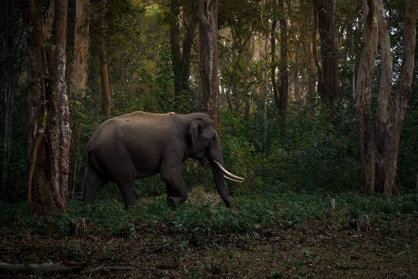 Nagarhole National Park, Karnataka