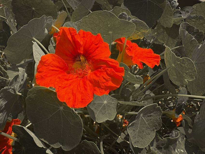 Nasturtiums