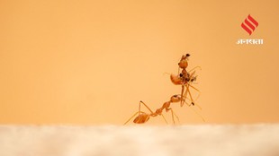 Natural Kitchen Remedies to Keep Ants Away All Year Round