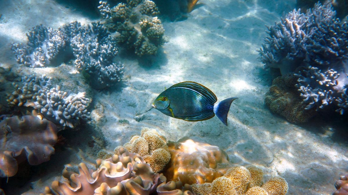 Ningaloo Reef