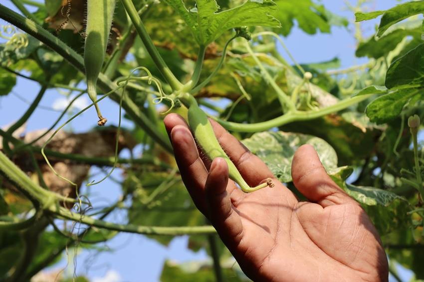 Okra (Lady's finger)