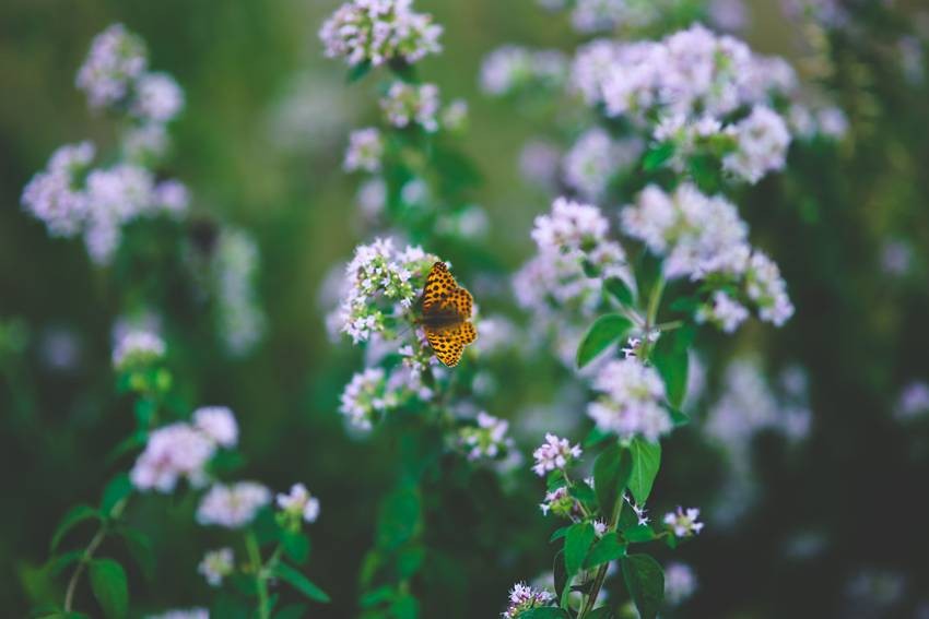 Oregano