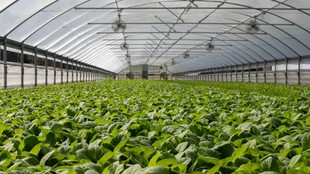 प्राकृतिक खेती, Natural Farming, जैविक खेती, Organic Farming