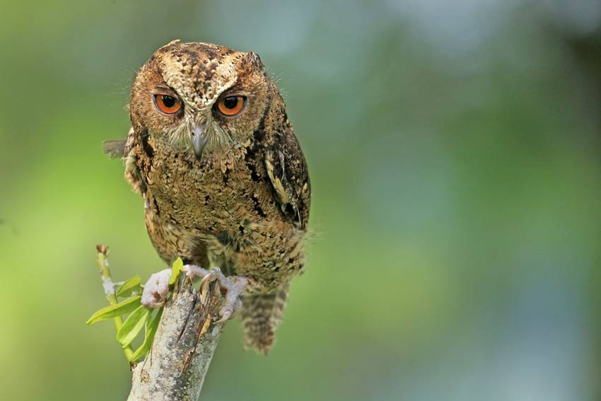Oriental Scops Owl