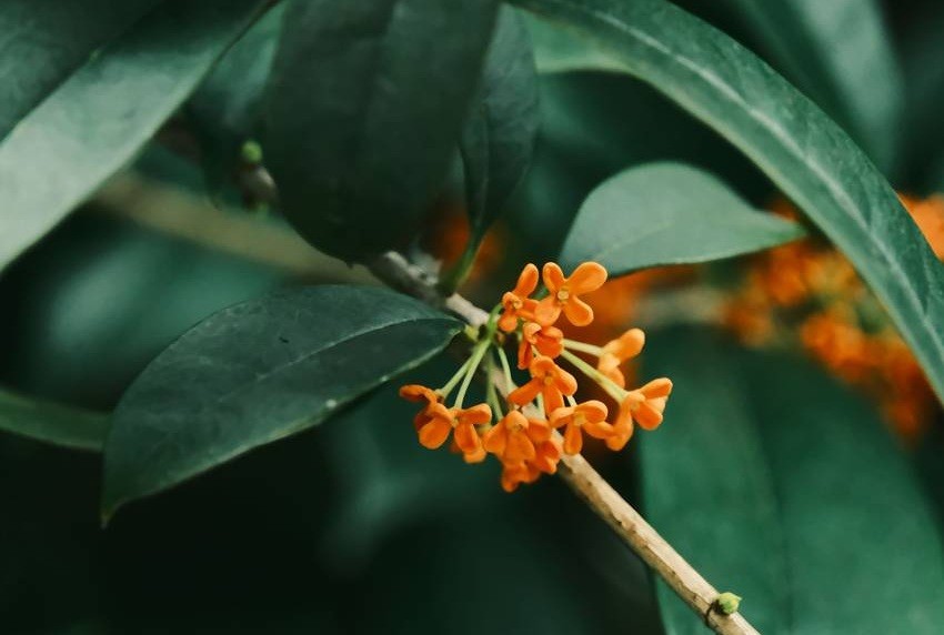 Osmanthus