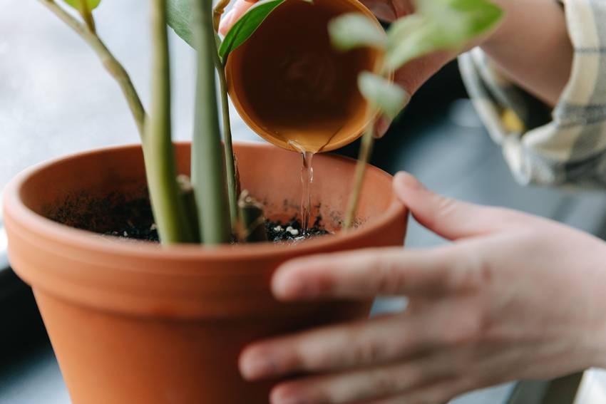 Overwatering