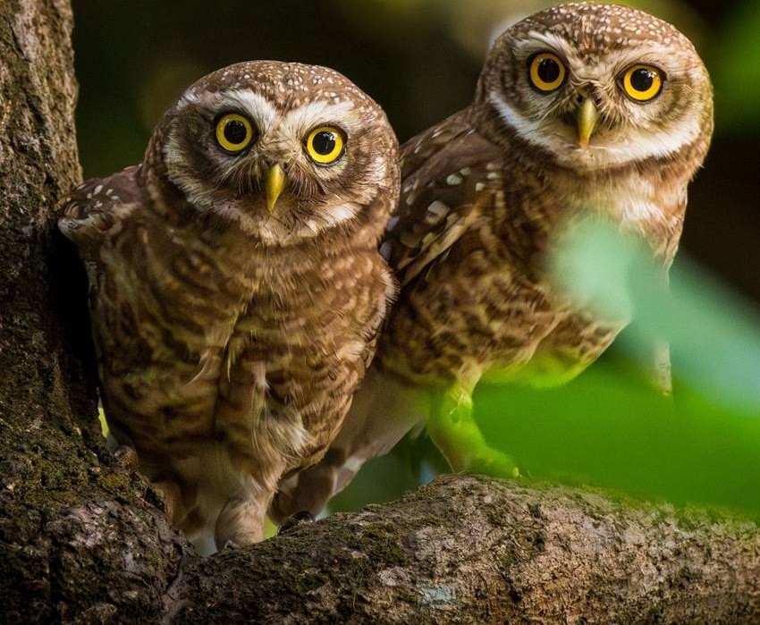 Owl