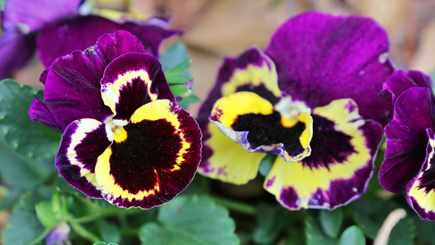 Pansies