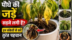 बारिश में पौधा मरने से पहले देता है ये संकेत, Root Rot हो सकती है इसकी वजह, जानें बचाव के तरीके