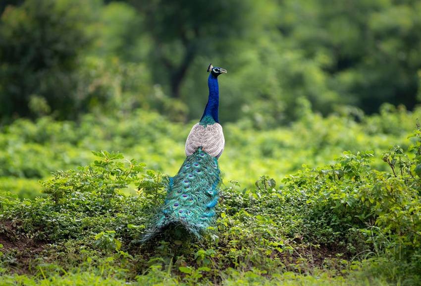 Peacock spotting in India