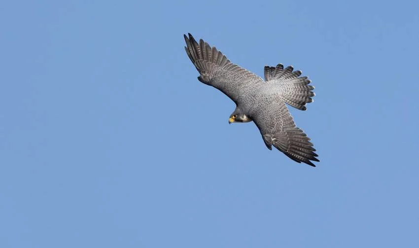 Peregrine-Falcon